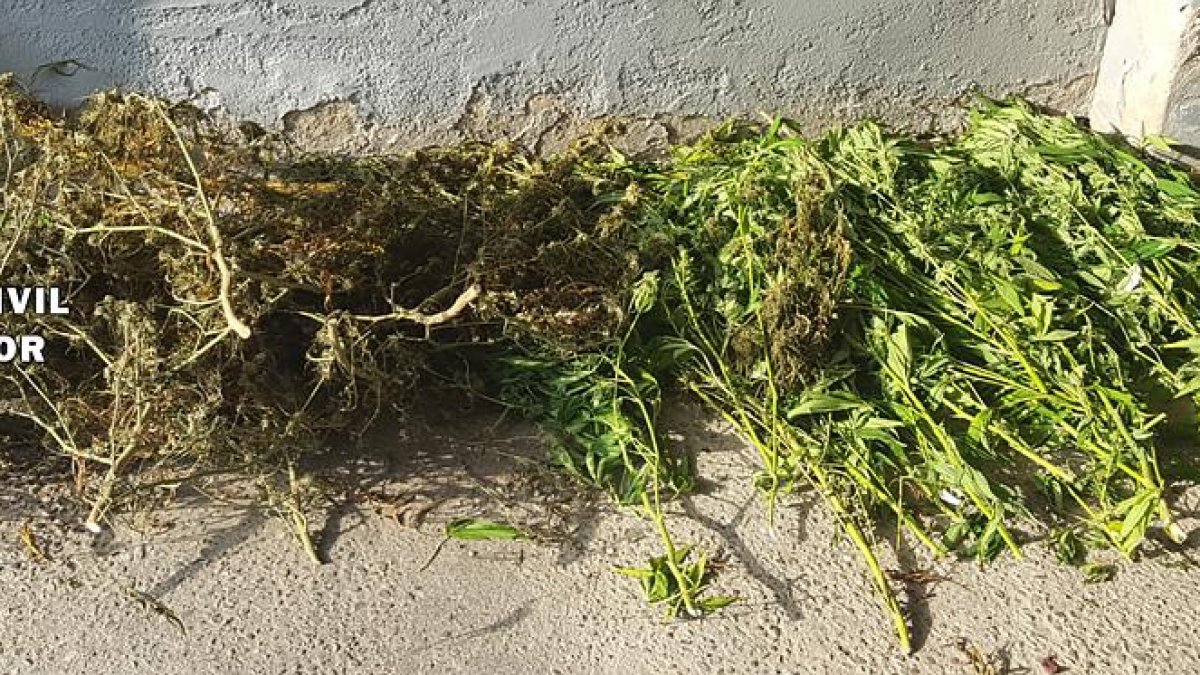 Plantas de marihuana aprehendidas.-ECB