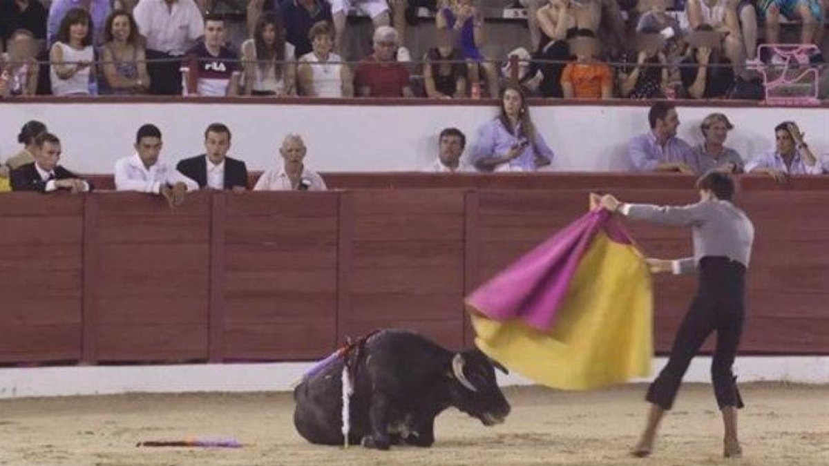Imagen de una de las clases prácticas taurinas con novillos en Colmenar Viejo.-PLATAFORMA LA TORTURA NO ES CULTURA