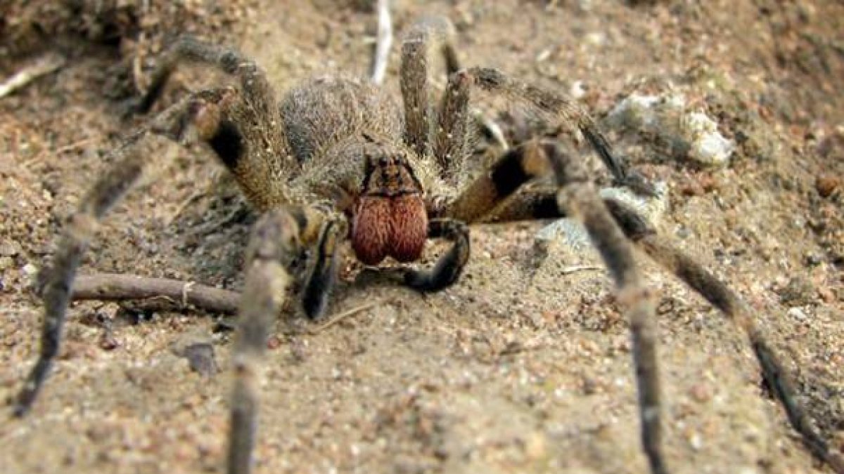 Araña errante del brasil o araña banano.-Foto: TECHUSER