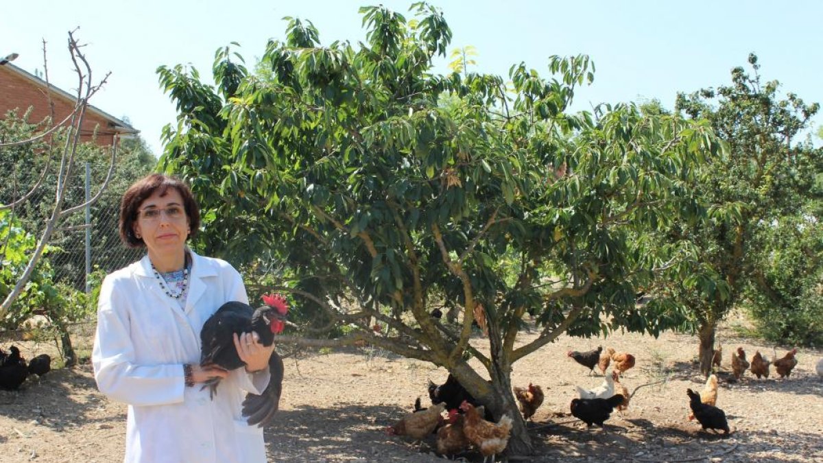 Pilar Gutiérrez, profesora de zootecnia y producción animal y encargada del gallinero ecólogico de la Escuela Universitaria de Ingienería Agrícola de Valladolid, INEA.-M.C.