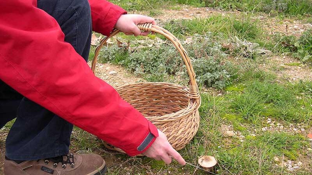 La recogida de setas puede acabar en tragedia si el recolector no posee los conocimientos adecuados.-ECB