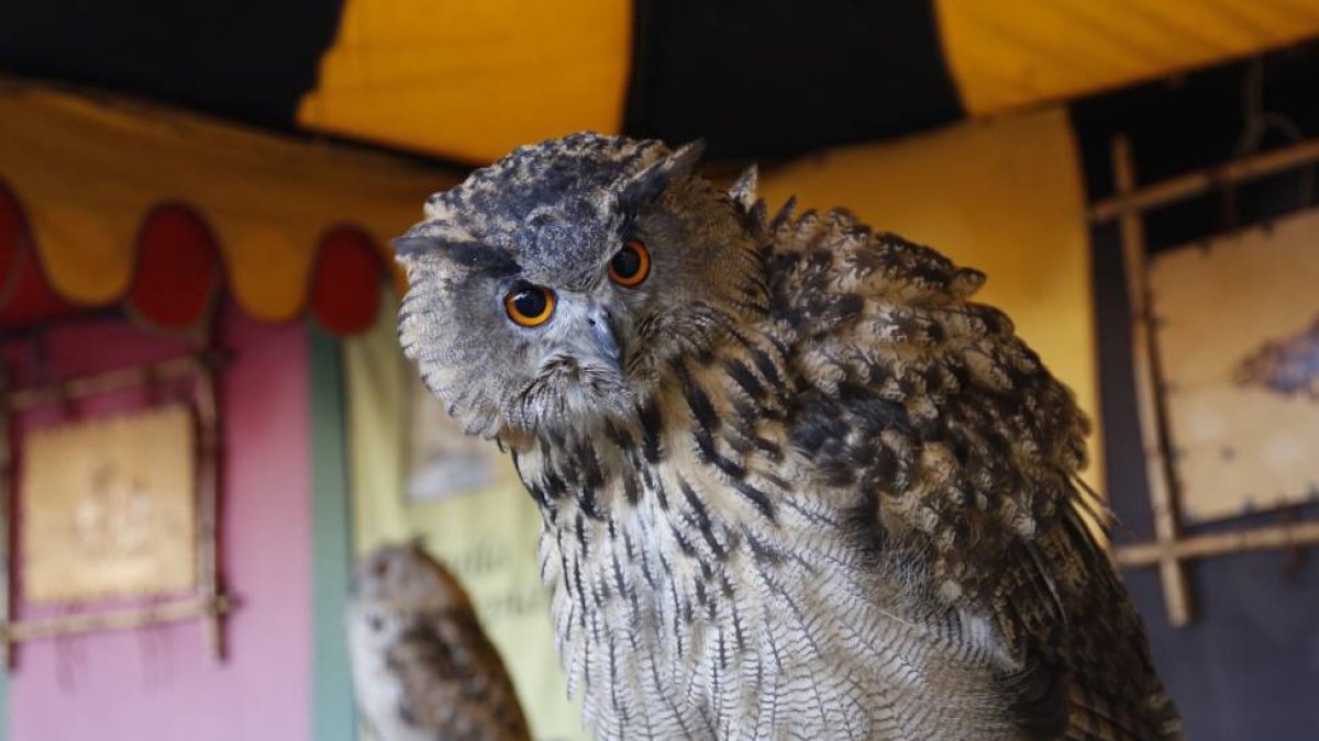 Esta tarde se abre al público el mercado medieval que ocupa la vaguada de la palma y donde además de los puestos de venta y casetas de restauración se exhiben animales y aves-Ical