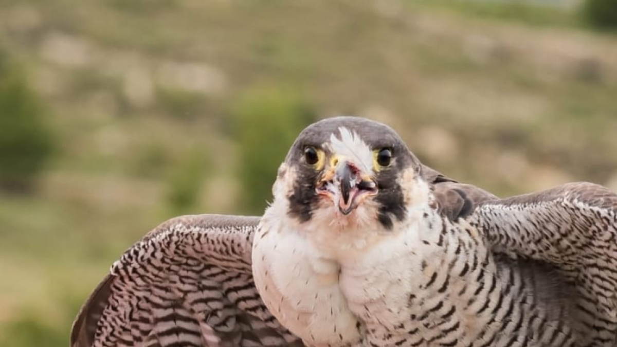 Para comer es bastante exquisito. JUAN CARLOS LUNA