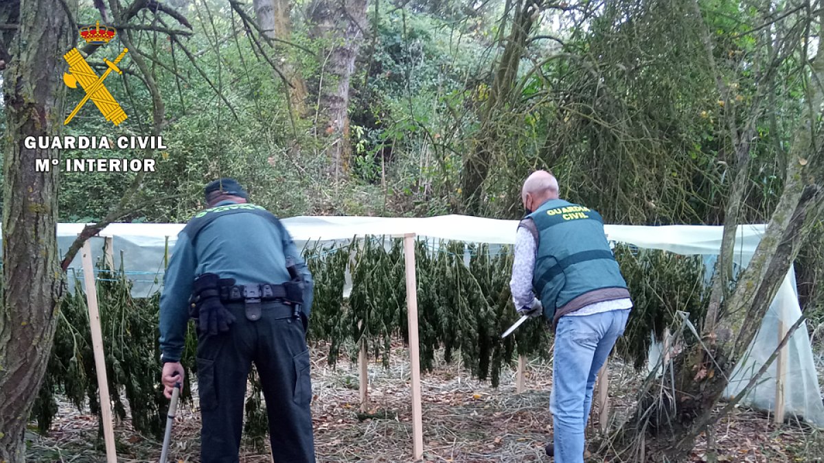El secadero de la plantación de marihuana. ECB