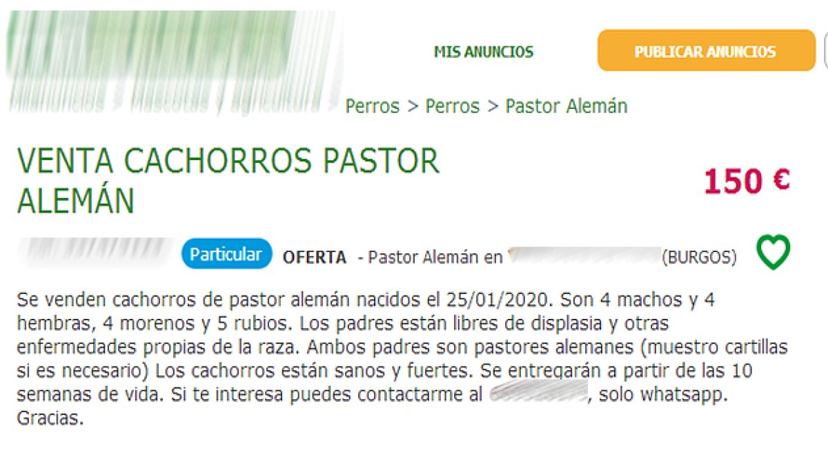 Imagen del anuncio que ofertaba los cachorros. GUARDIA CIVIL
