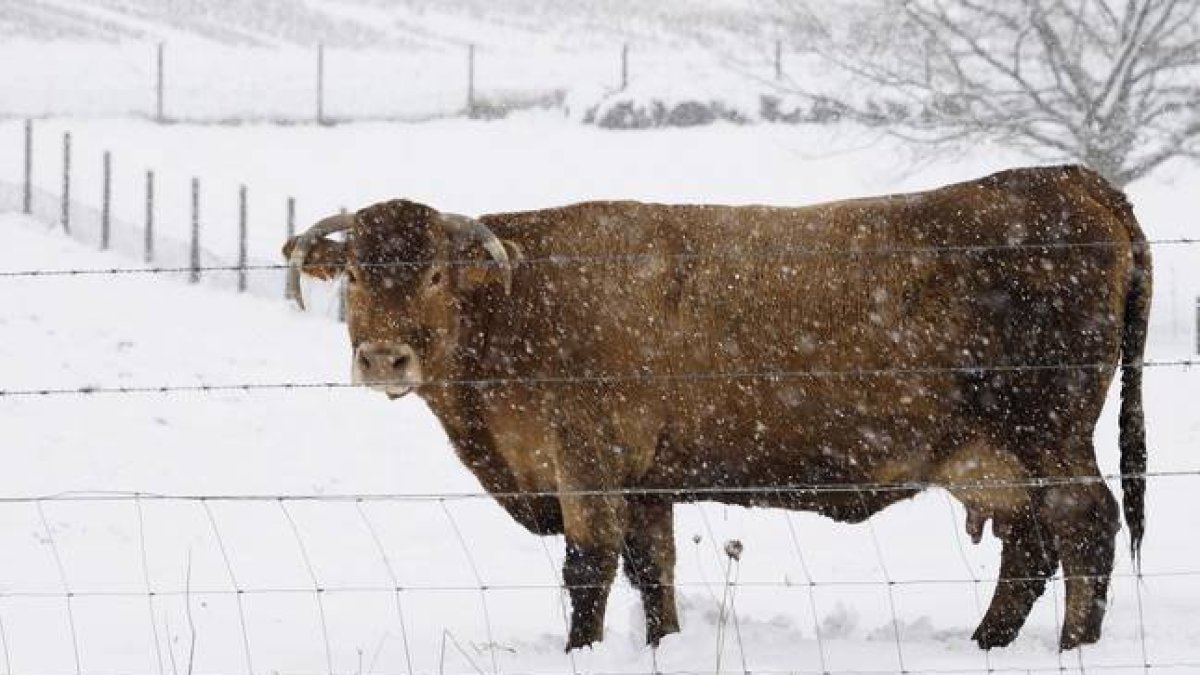 Una vaca pasta en un prado que se encuentra nevado en Lugo, Galícia.-Foto: EFE/ ELISEO TRIGO
