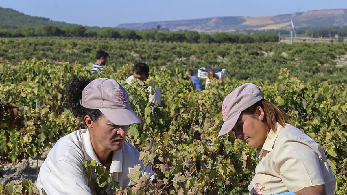 Dos mujeres trabajan en la vendimia de 2016 en la que se recogieron 133 millones de kilos de uva.-ICAL