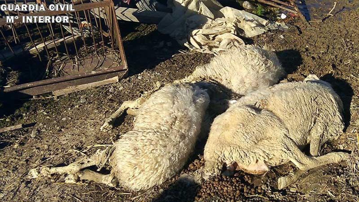 Ovejas muertas encontradas en la explotación ganadera.-ECB