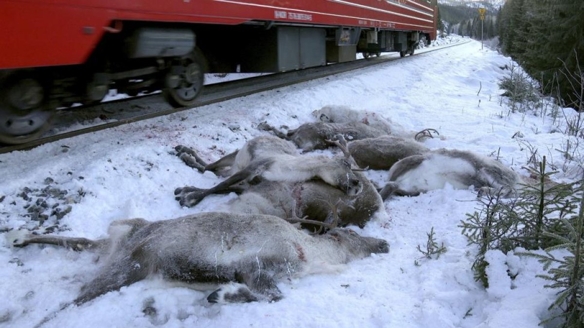 Ciervos muertos después de ser atropellados por un tren de carga cerca de Mosjoen, en el norte de Noruega.-/ AP / JOHN ERLING UTSI (AP)