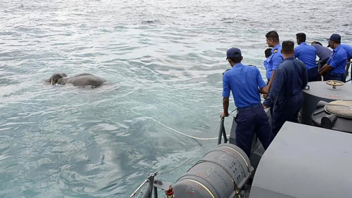 El elefante en medio del mar.-AFP