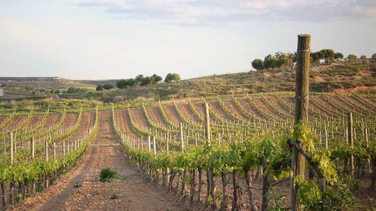 Imagen de viñedos de la Ribera del Duero