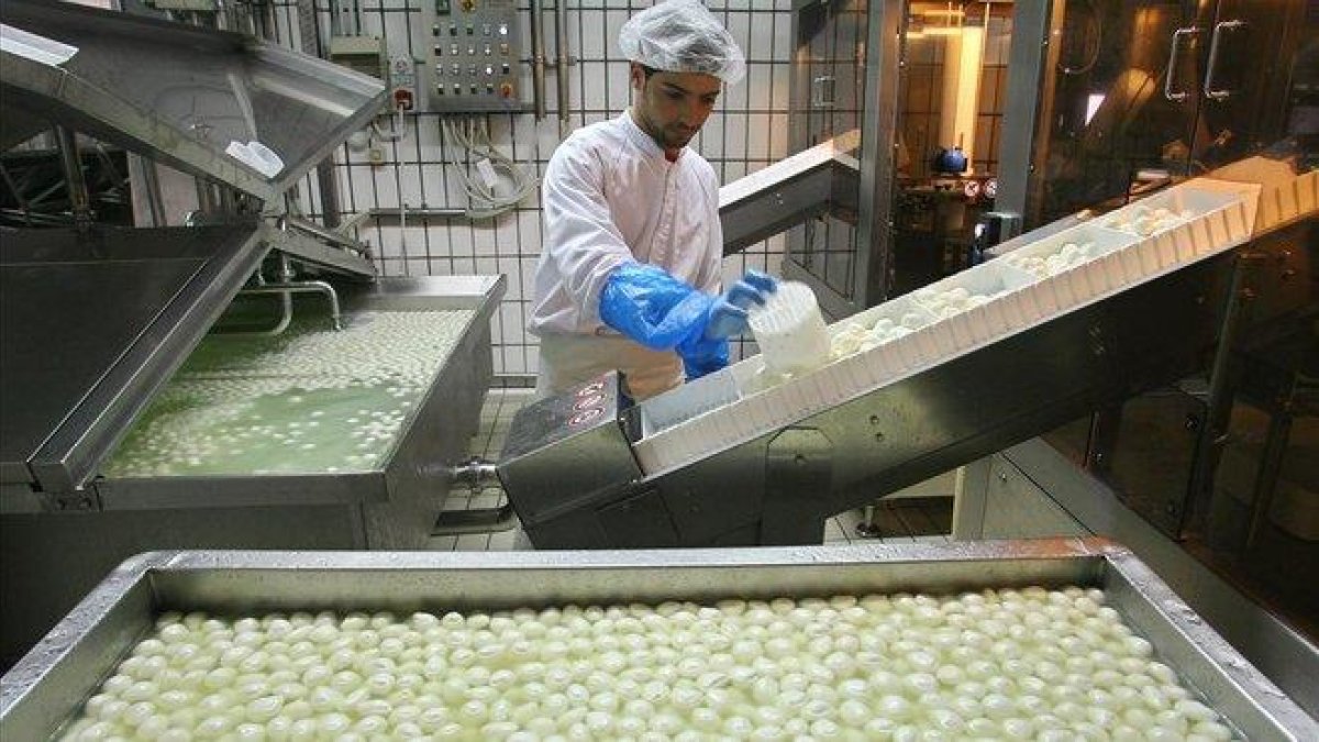 Un trabajador de una quesería elabora mozzarella de búfala en la ciudad italiana de Mondragone, a 50 kilómetros de Nápoles.-MARIO LAPORTA (AFP)