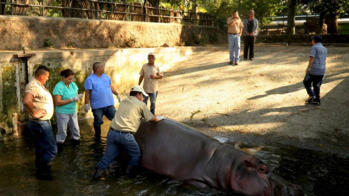 Imagen del día 25 de febrero de 2016, cedida por la Secretaría de Cultura de la Presidencia de El Salvador que muestra al personal del zoológico nacional, atendiendo a un hipopótamo en San Salvador-EFE