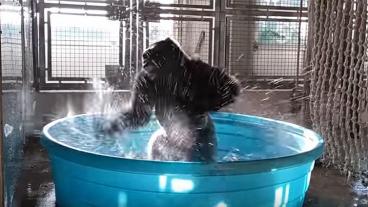 El gorila Zola, en una escena del vídeo que ha distribuido el Zoo de Dallas-