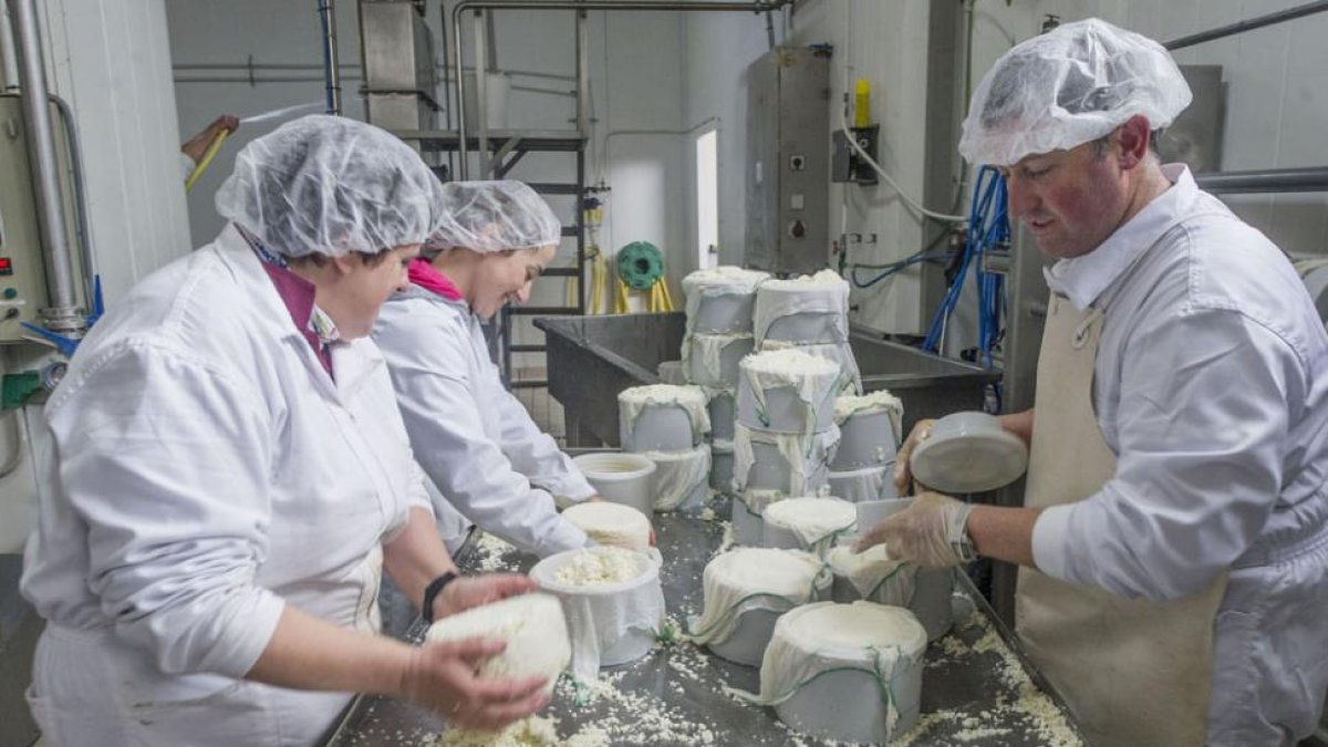 En la fábrica ubicada en Sasamón, tres empleados en el proceso de elaboración de los quesos.-ISRAEL L. MURILLO