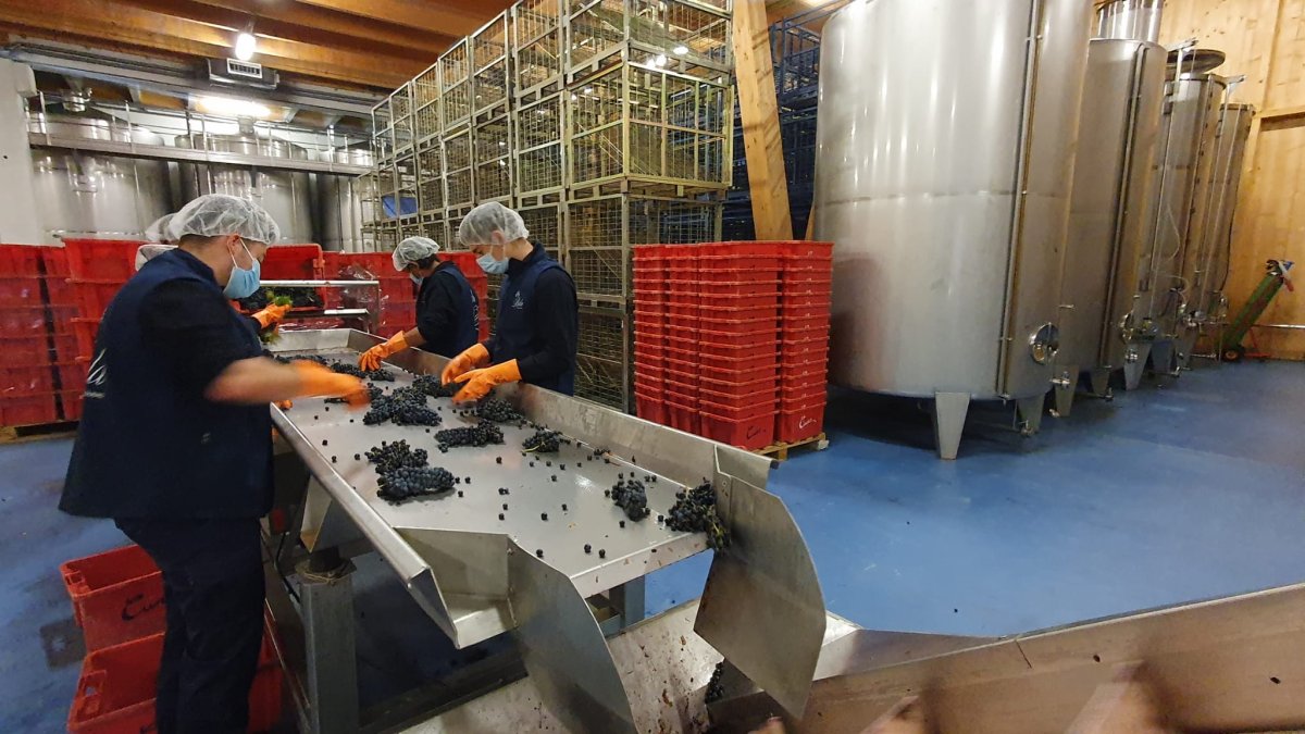 La DO emplea a 19.000 personas y aporta al sector agrario mil millones de euros anuales. L.V.
