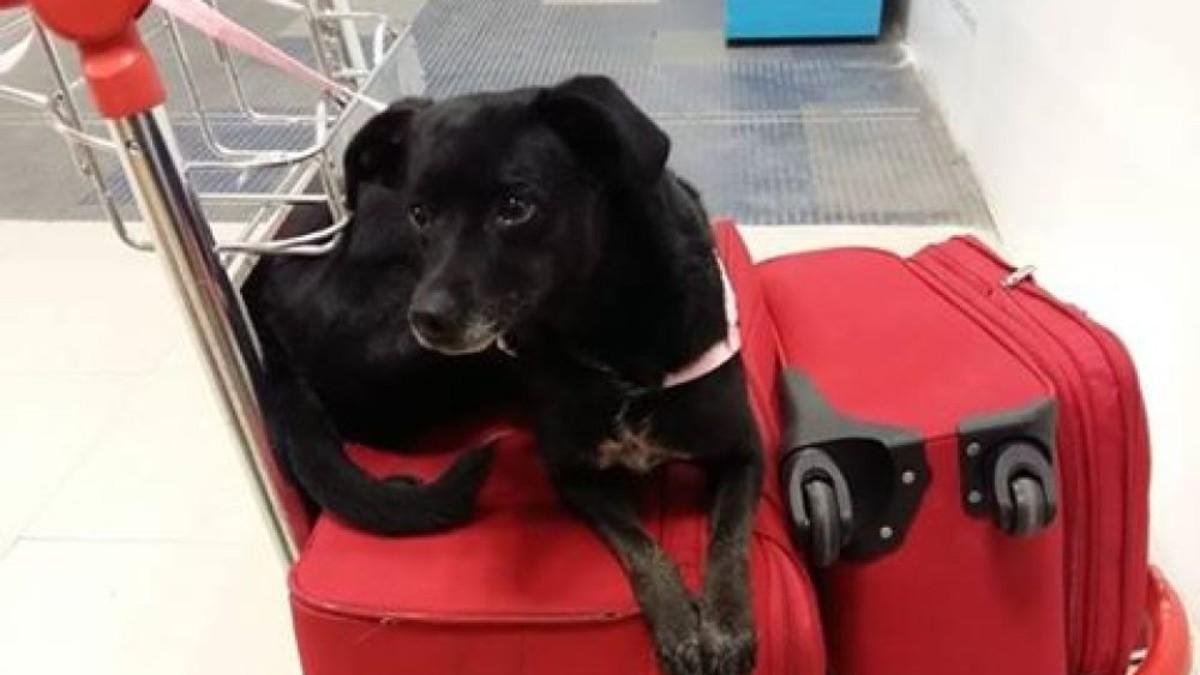 Piny, la perrita perdida por Iberia en Barajas.-