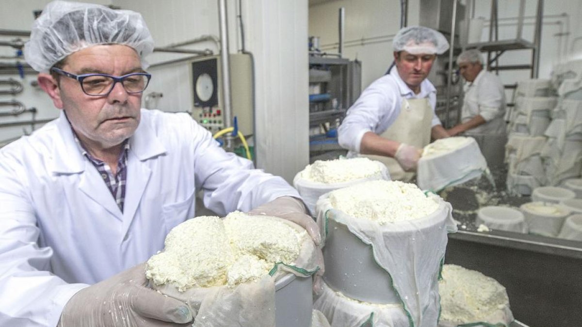 Un operario introduce los quesos cuajados en el molde.-ISRAEL L. MURILLO