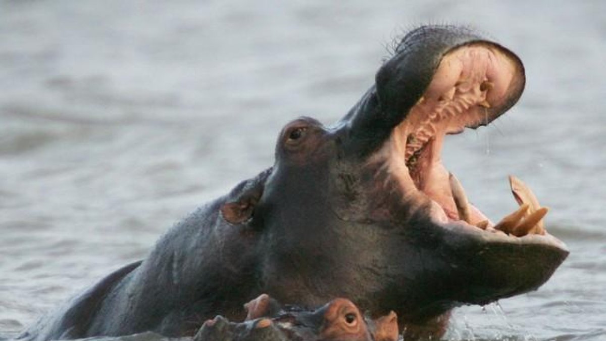 Dos hipopótamos nadando en el estuario de Santa Lucía, a unos 200 km al norte de la ciudad Durban, en Sudáfrica.-REUTERS / MIKE HUTCHINGS