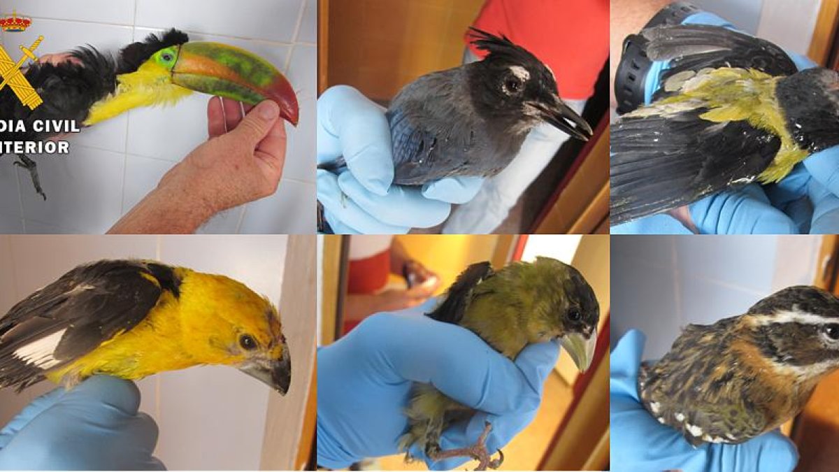 Imagen de algunas de las aves recuperadas por los agentes.-ECB