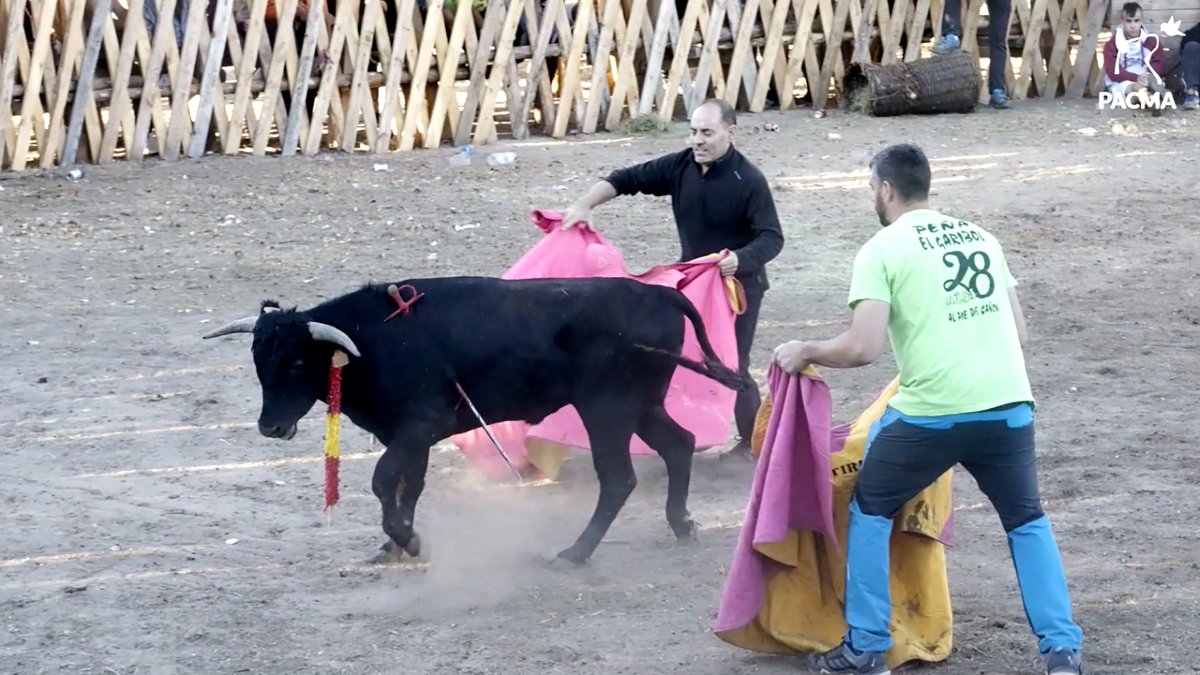 <p> Imagen del festejo en el que se ve al becerro con la espada atravesada en el costado. PACMA </p>