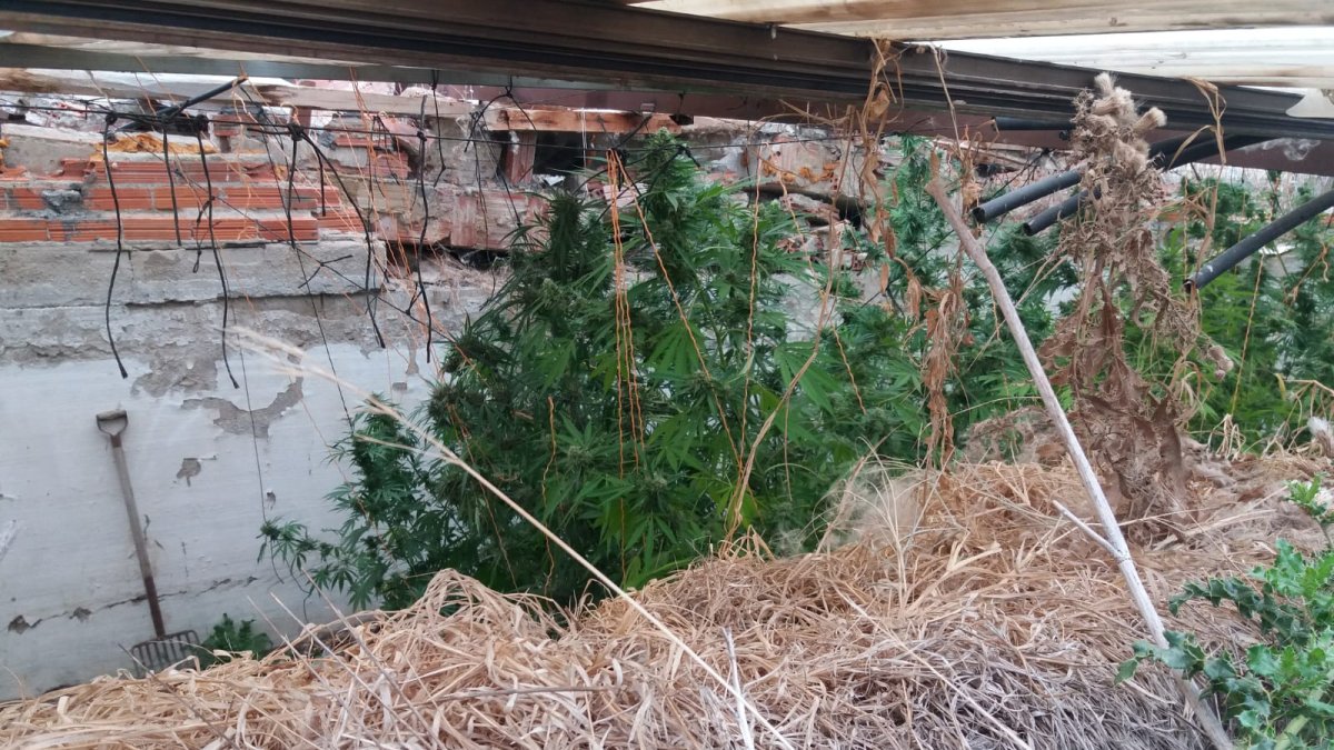 Imagen de la plantación encontrada. ECB