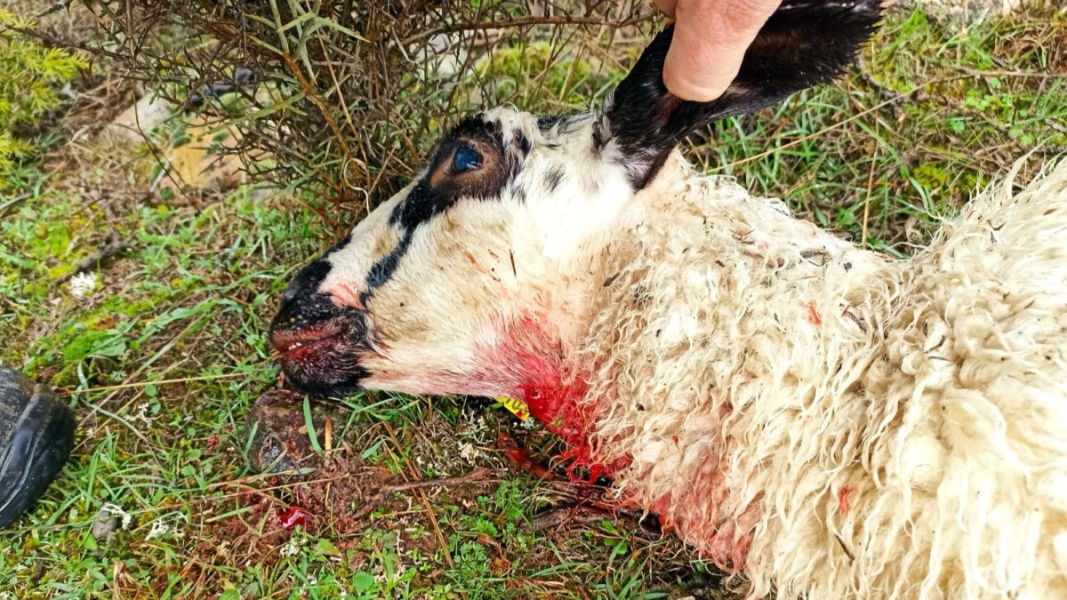 Las ovejas que se libran del ataque sufren estrés y pueden abortar o no quedarse preñadas