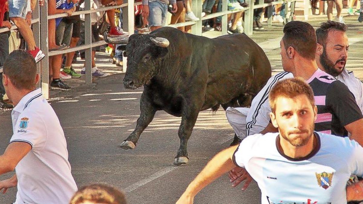 Un momento del encierro desarrollado ayer en Cuéllas, en el qeu solo tres toros llegaron al ruedo.-ICAL