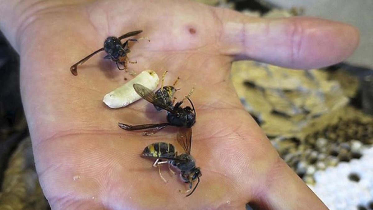 Tres ejemplares de avispa asiática -o velutina-.
