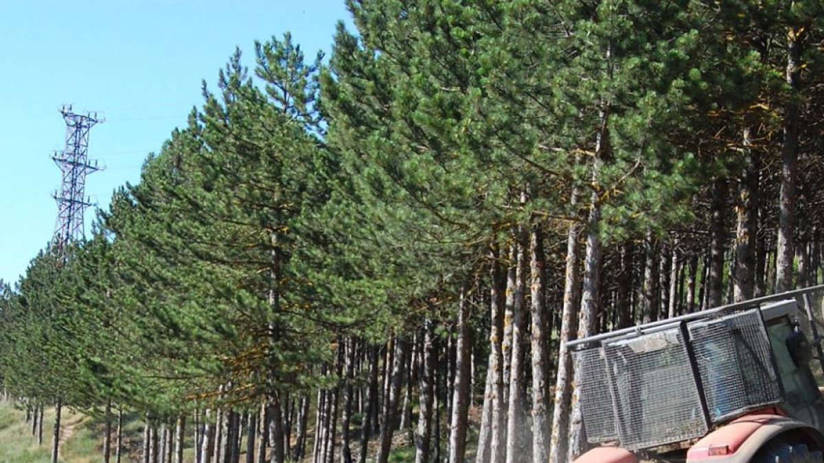 Imagen de archivo de los trabajos realizados durante el pasado año en el cerro de San Miguel.-ECB
