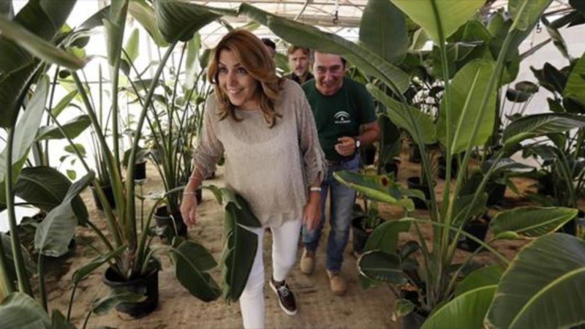 La presidenta de Andalucía, Susana Díaz, durante la visita a un vivero en Sevilla el pasado mes de julio.-EFE