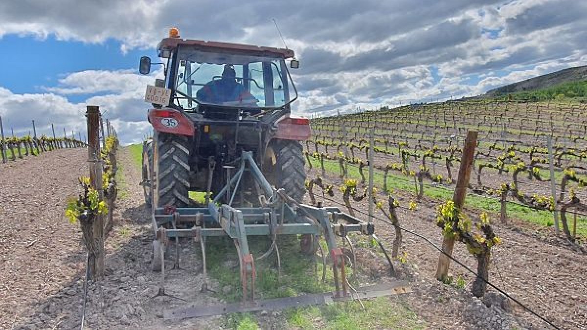 Un agricultor trabajando con su tractor en una explotación vinícola. ECB