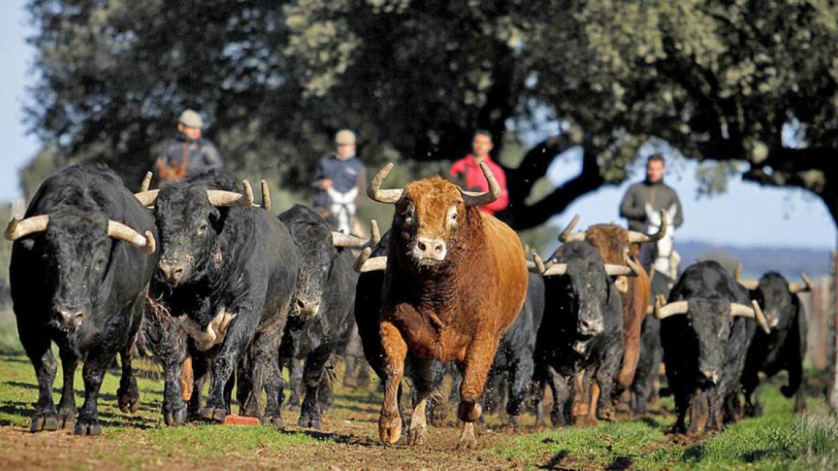 Un lote de toros de Montalvo en la finca Linejo en Salamanca.-ISMA SÁNCHEZ