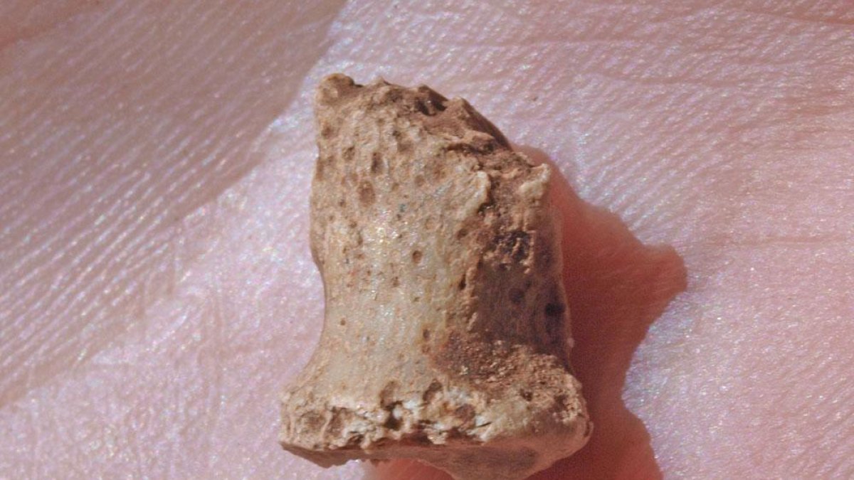 Falange de pie neandertal.-JAVIER TRUEBA