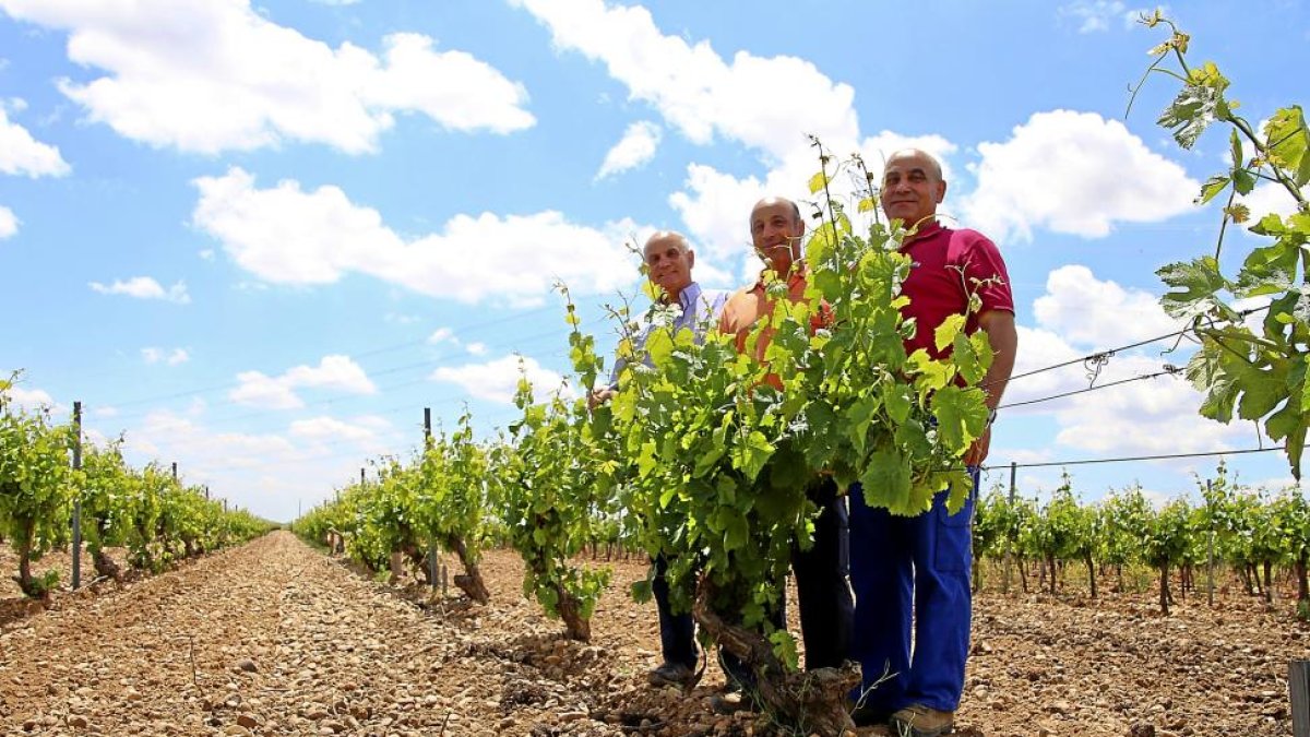Los hermanos Fernández, Juan Antonio, Jaime y Eustaquio (de i. a d.), en uno de los viñedos de verdejo. Abajo, nave de elaboración.-M.T.