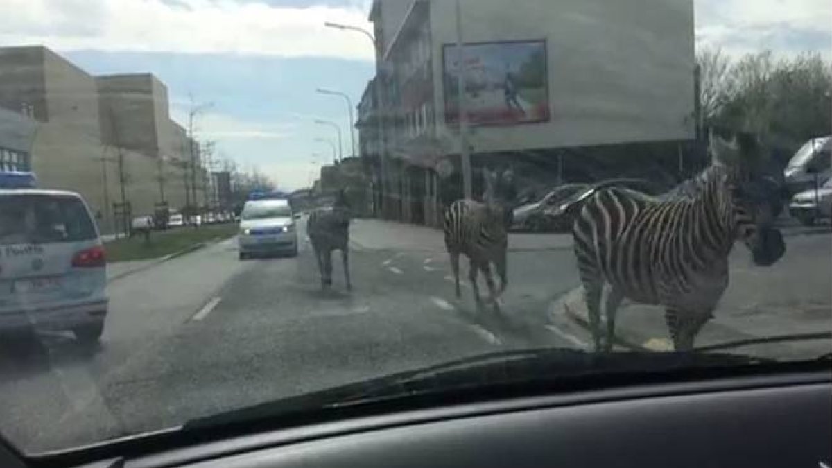 Tres cebras perdidas en las calles de Bruselas.-Foto: YOUTUBE