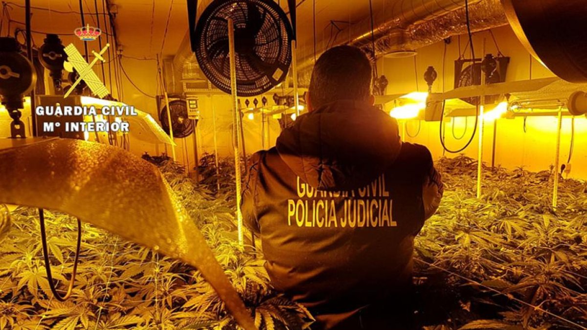 Imagen de la plantación bajo techo.-ECB