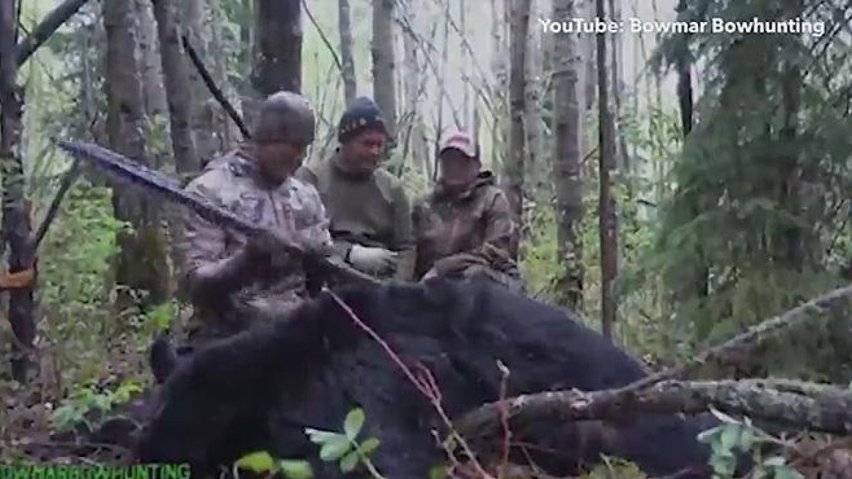 El cazador Josh Bowmar se graba cazando un oso con una jabalina en Alberta, Canadá.-YOUTUBE