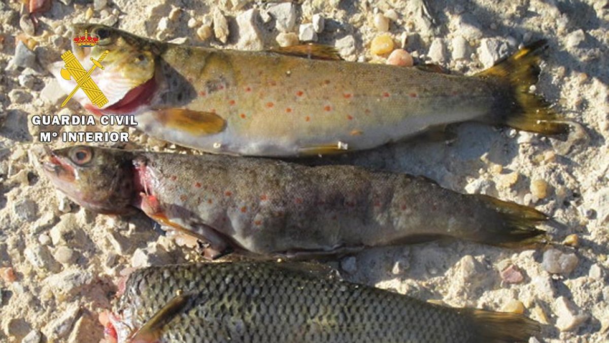Ejemplares interceptados por los agentes a uno de los pescadores. E-ECB