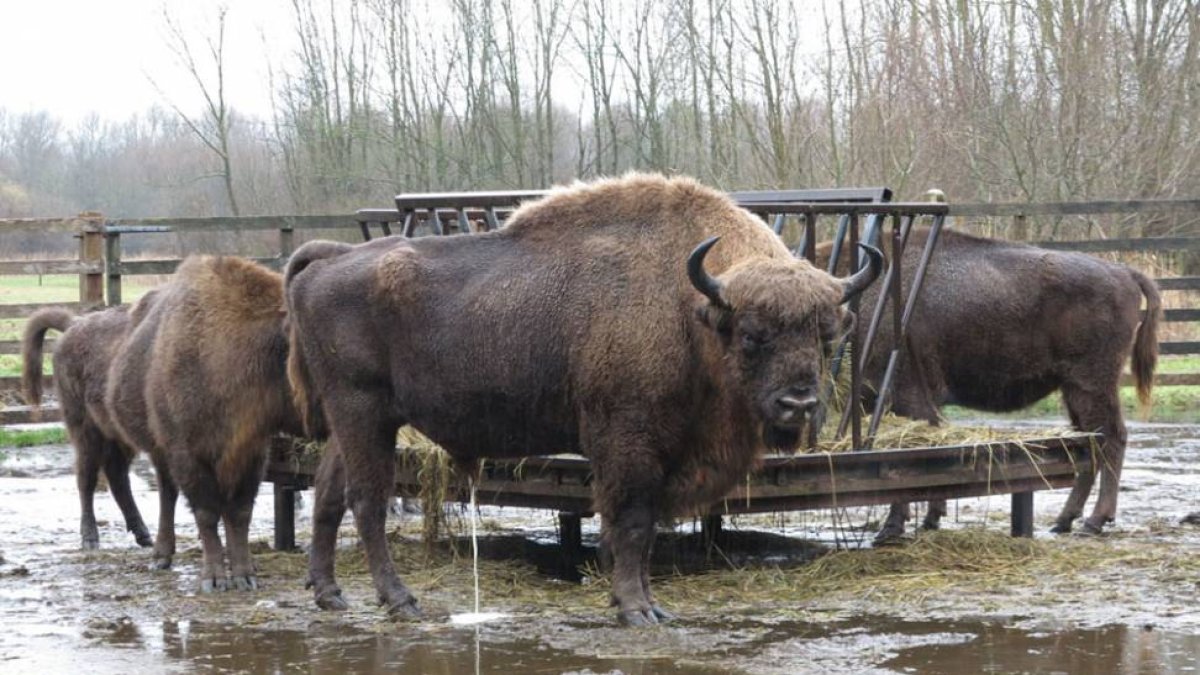 Los bisontes que llegarán a Salgüero, todavía en Holanda, son de origen polaco y holandés.-ECB