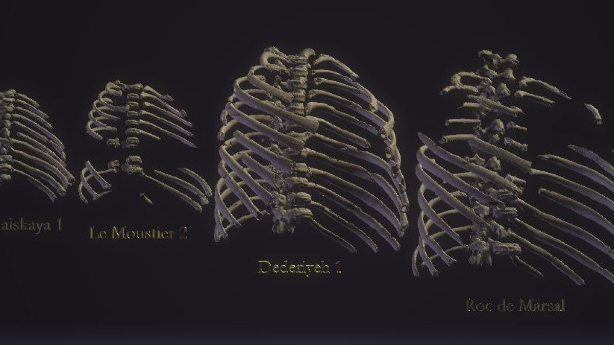 Reconstrucciones del desarrollo de la caja torácica de neandertales neonatos, desde una semana de edad (izquierda) hasta los cuatro años (derecha). D. García-Martínez y M. Galeano Prados
