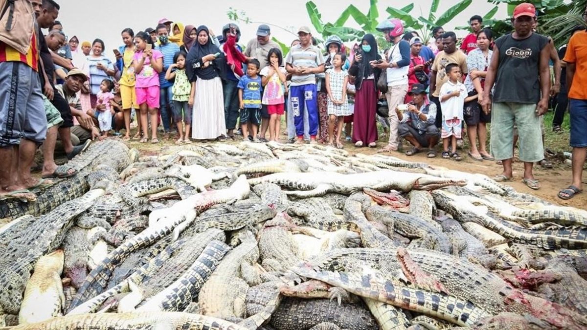 Residentes locales observan una montaña de cadáveres de cocodrilos en una granja de cria en Sorong, Indonesia.  /-STR