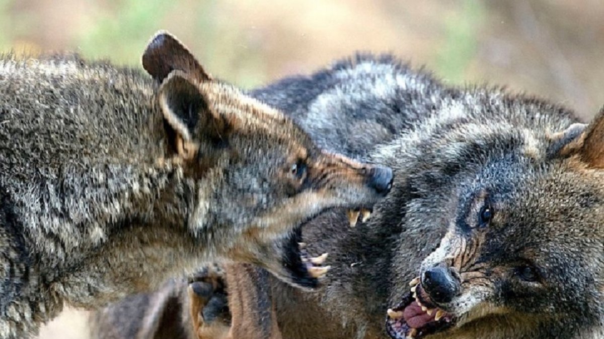 Ejemplares de lobo.- E. M.
