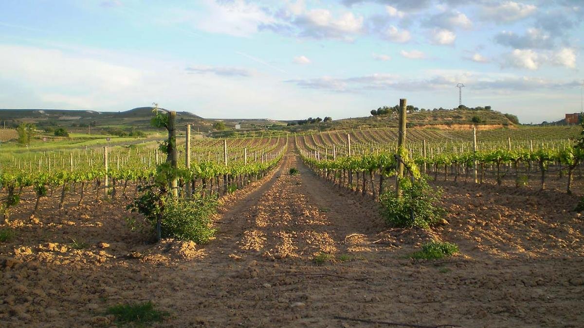 En los último años, grandes grupos se han interesado por la Ribera del Duero.-ECB