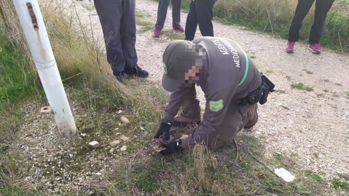 Recuperado un azor que había sufrido una rotura de un ala. @112cyl