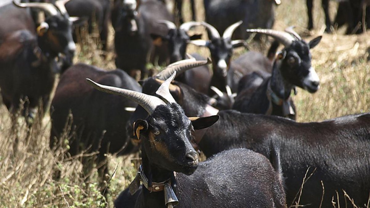 Rebaño de cabras en los pastos de la Sierra de Gredos.-E.M.