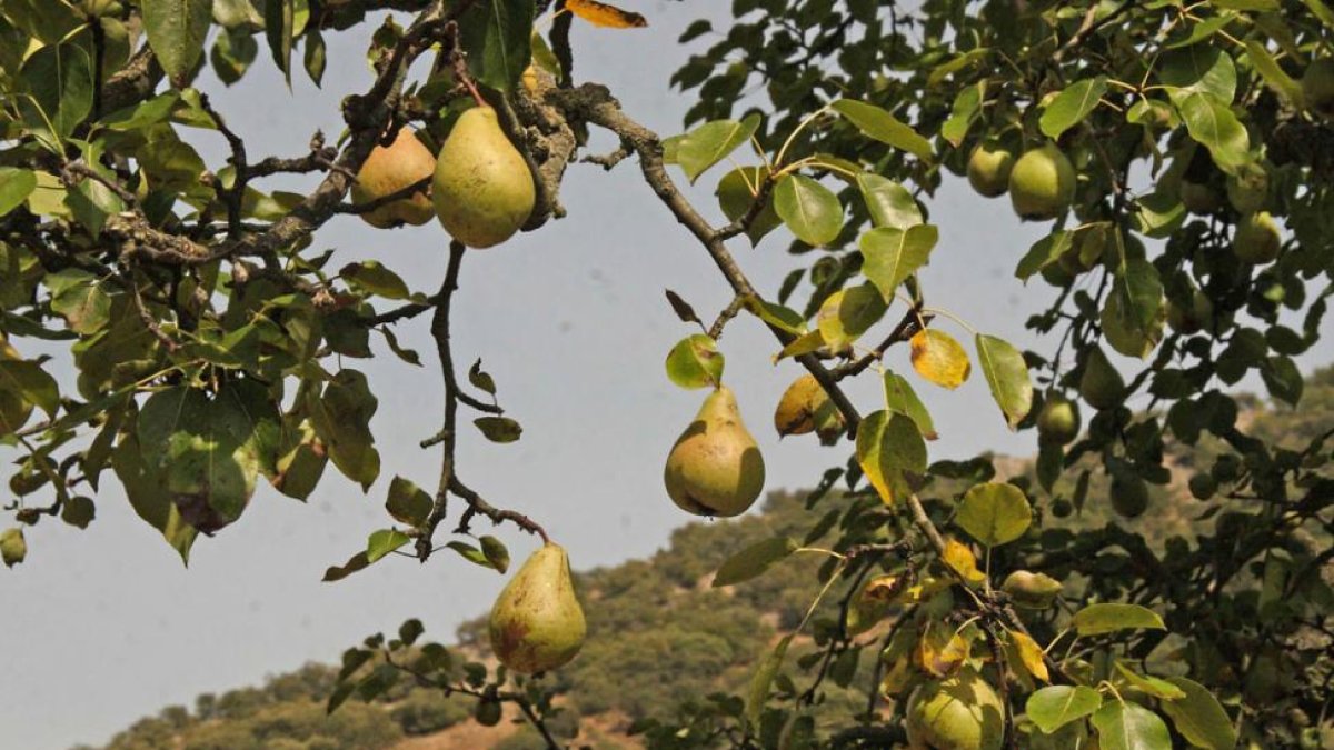 Peral en Las Caderechas, que destaca por la gran calidad de sus frutales.-G.G.