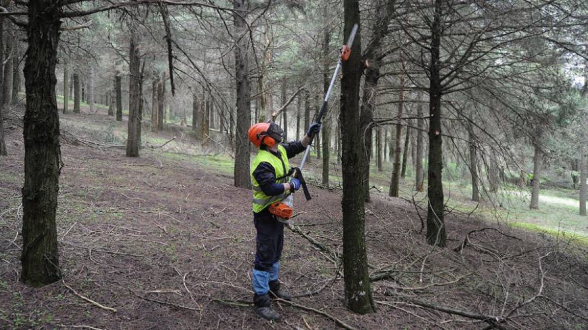 Un trabajador, ayer, realizando poda en altura en la zona oeste del cerro de San Miguel, en la capital burgalesa.-ISRAEL L. MURILLO