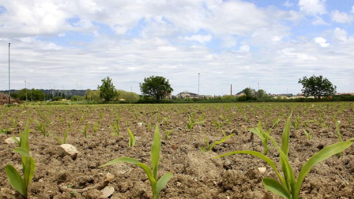 Las siembras en algunas zonas son aún testimoniales. En la imagen un campo de maíz en plena nascencia en la provincia de Palencia.-BRÁGIMO