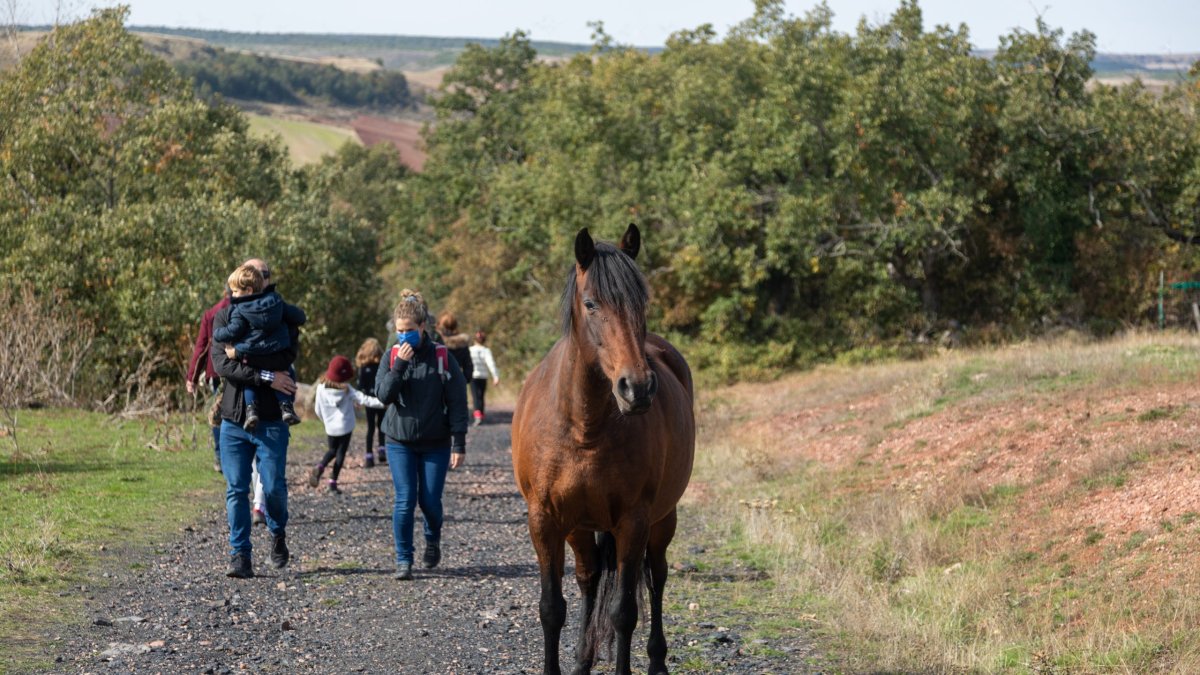 La principal actividad de la asociación es una ruta en el entorno de San Adrián de Juarros acompañados por los caballos. SANDRA CANDUELA